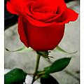 I Love You by Nina Ficur Feenan I Love You by Nina Ficur Feenan