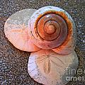 I Sea Art Photograph by Micki Findlay I Sea Art Photograph by Micki Findlay