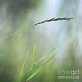 I Will Hold You by Priska Wettstein I Will Hold You by Priska Wettstein