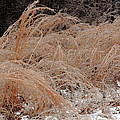 Ice And Dry Grass Photograph by Daniel Reed Ice And Dry Grass Photograph by Daniel Reed