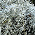Ice On Bamboo Leaves Photograph by Daniel Reed Ice On Bamboo Leaves Photograph by Daniel Reed