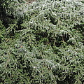 Ice On Eastern Red Cedar Photograph by Daniel Reed Ice On Eastern Red Cedar Photograph by Daniel Reed