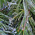 Ice On Pine Needles Photograph by Daniel Reed Ice On Pine Needles Photograph by Daniel Reed