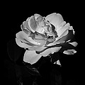 Iceberg rose by Charles Lupica