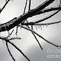 Iced Tree by Ann Horn Iced Tree by Ann Horn