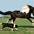 Icelandic Horse And Dog Photograph by Gabriele Boiselle Icelandic Horse And Dog Photograph by Gabriele Boiselle