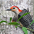 I'm So Handsome - Red Bellied Woodpecker Photograph by Kathy Baccari I'm So Handsome - Red Bellied Woodpecker Photograph by Kathy Baccari