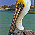 I'm the King by Hanny Heim