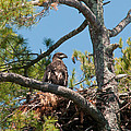 Immature Bald Eagle Photograph by Brenda Jacobs Immature Bald Eagle Photograph by Brenda Jacobs