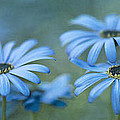 In A Corner Of A Garden Photograph by Priska Wettstein In A Corner Of A Garden Photograph by Priska Wettstein