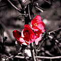 In black and white? Photograph by AM FineArtPrints In black and white? Photograph by AM FineArtPrints