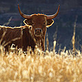 In Gold Pastures Photograph by Jim Garrison