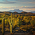 In The Golden Hour by Saija Lehtonen In The Golden Hour by Saija Lehtonen