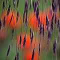 In the Meadow Photograph by Heiko Koehrer-Wagner In the Meadow Photograph by Heiko Koehrer-Wagner