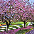 In The Pink Photograph by Debra and Dave Vanderlaan In The Pink Photograph by Debra and Dave Vanderlaan