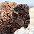 In the Presence of  Bison - 2 by Lena Owens