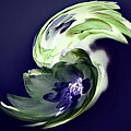 Incana abstract 1 by Paulina Roybal Incana abstract 1 by Paulina Roybal