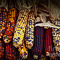 Indian Corn by Elena Elisseeva Indian Corn by Elena Elisseeva