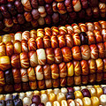 Indian Corn Harvest Time by Garry Gay Indian Corn Harvest Time by Garry Gay