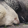 Indian-crested Porcupines Normal Photograph by Tom McHugh Indian-crested Porcupines Normal Photograph by Tom McHugh