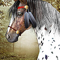 The Indian Pony by Jayne Wilson