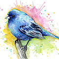Indigo Bunting Blue Bird Watercolor Painting by Olga Shvartsur Indigo Bunting Blue Bird Watercolor Painting by Olga Shvartsur
