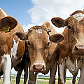 Inquisitive Cows Photograph by Tim Gainey