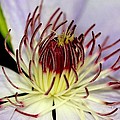 Inside a Clematis Photograph by Karen Silvestri Inside a Clematis Photograph by Karen Silvestri