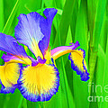 Iris Blossom by Teresa Zieba Iris Blossom by Teresa Zieba