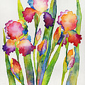 Iris Elegance Painting by Hailey E Herrera Iris Elegance Painting by Hailey E Herrera