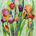 Iris Elegance on Green Painting by Hailey E Herrera Iris Elegance on Green Painting by Hailey E Herrera