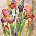 Iris Elegance on Pink Painting by Hailey E Herrera Iris Elegance on Pink Painting by Hailey E Herrera