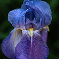 Iris Photograph by George Buxbaum Iris Photograph by George Buxbaum