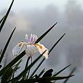 Iris in Fog Photograph by Farol Tomson Iris in Fog Photograph by Farol Tomson