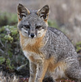 Island Fox California Photograph by Ch'ien Lee Island Fox California Photograph by Ch'ien Lee