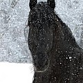 It's Friesian out here Photograph by Fran J Scott It's Friesian out here Photograph by Fran J Scott