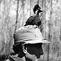 Ivory-billed Woodpecker Nestling Photograph by James T. Tanner Ivory-billed Woodpecker Nestling Photograph by James T. Tanner