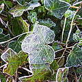 Ivy leaves Photograph by Spikey Mouse Photography Ivy leaves Photograph by Spikey Mouse Photography