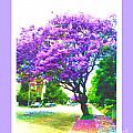 Jacaranda Tree Digital Art by Marlene Besso Jacaranda Tree Digital Art by Marlene Besso