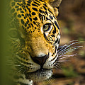 Jaguar Photograph by Raul Rodriguez Jaguar Photograph by Raul Rodriguez
