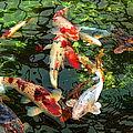 Japanese Koi Fish Pond Photograph by Jennie Marie Schell Japanese Koi Fish Pond Photograph by Jennie Marie Schell