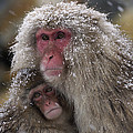Japanese Macaque And Baby In Snow Japan by Hiroya Minakuchi Japanese Macaque And Baby In Snow Japan by Hiroya Minakuchi
