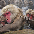 Japanese Macaque Grooming Mother by Thomas Marent Japanese Macaque Grooming Mother by Thomas Marent