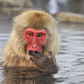 Japanese Macaque In Hot Spring Photograph by Thomas Marent Japanese Macaque In Hot Spring Photograph by Thomas Marent