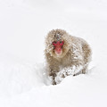 Japanese Macaque In Snow Jigokudani by Thomas Marent Japanese Macaque In Snow Jigokudani by Thomas Marent