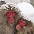 Japanese Macaque Pair Jigokudani Nagano Photograph by Thomas Marent Japanese Macaque Pair Jigokudani Nagano Photograph by Thomas Marent