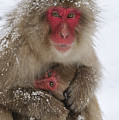 Japanese Macaque Warming Baby Photograph by Thomas Marent Japanese Macaque Warming Baby Photograph by Thomas Marent