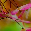 Japanese Maple Seedling Photograph by Brenda Jacobs Japanese Maple Seedling Photograph by Brenda Jacobs