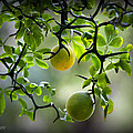 Japanese Orange Tree Photograph by Farol Tomson Japanese Orange Tree Photograph by Farol Tomson