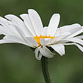 Juli's Daisy Photograph by Greni Graph Juli's Daisy Photograph by Greni Graph